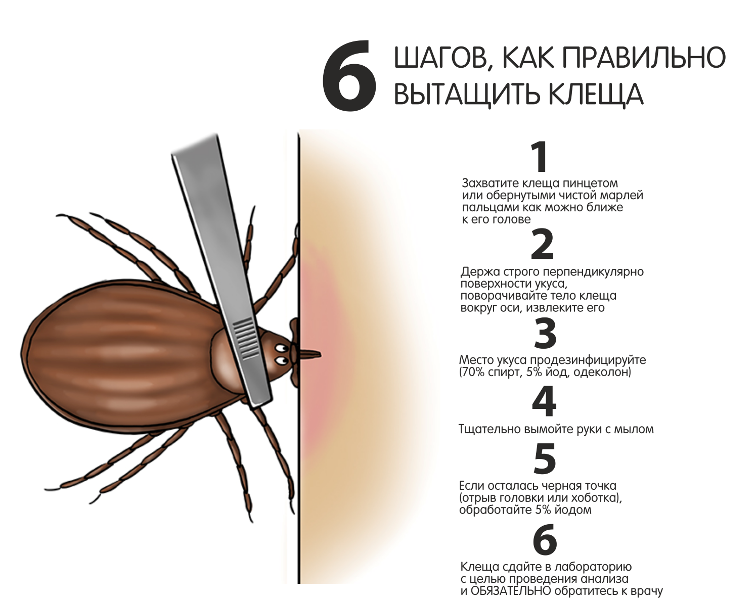 В Могилевской области в марте зарегистрированы первые обращения за  медицинской помощью в связи с укусами клещами — Костюковичская центральная  районная больница